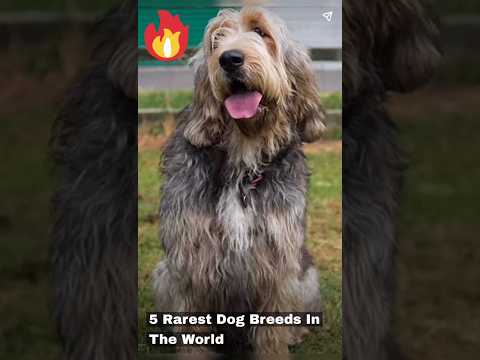 5 Rarest Dog Breed #amazingfacts #generalknowledge #youtubeshorts #dogbreed #rarestdog #shortsvideo