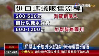 淘寶網購外來種螞蟻買家最重囚3年