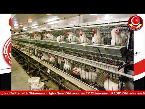 Afo Ala: Obinwannem Poultry Foundation Updates in Uruagu Nnewi, Anambra state