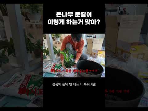 돈나무 분갈이 이렇게 하는거 맞아?