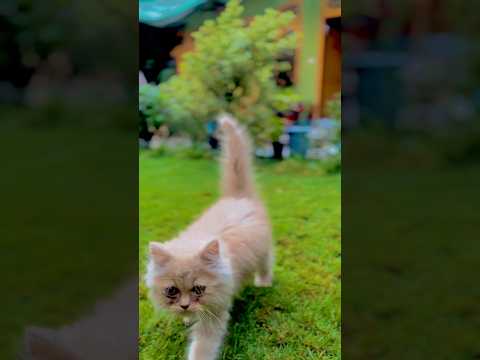 My three idiots 🫢 #youtubeshorts #cat #cutecat #cutekitty #catlover #cuteanimals #cute