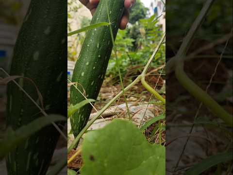 Fresh luffa harvest from the backyard garden (S-105) #shorts #ytshorts #plants #garden #harvest