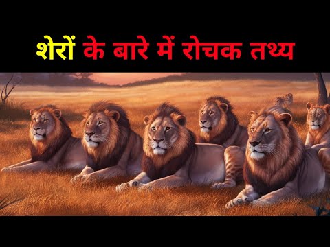 शेरों के बारे में रोचक तथ्य | Interesting facts about lions