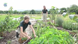 Permaculture Solutions for Sustainable Food, Animal Feed, and Wood Production by Geodyn Solutions