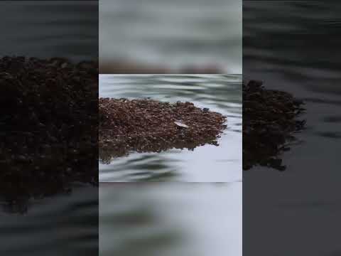 Fire Ants' Survival Strategy #wildlife #documentarychannel