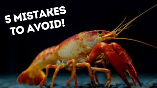 BIG Mistakes Beginner Crayfish Keepers Still Make!