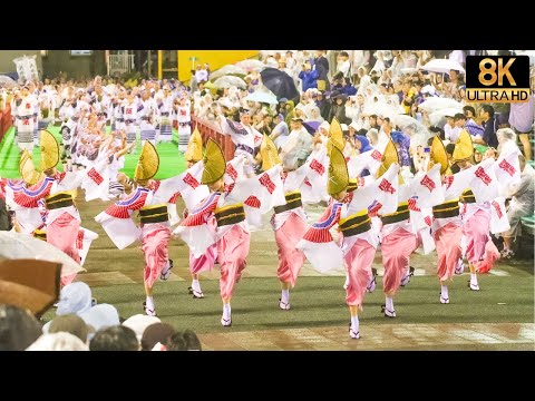 [2023 Ahouren] A masterpiece of Awa Odori that keeps everything in order even in a typhoon - 8K UHD