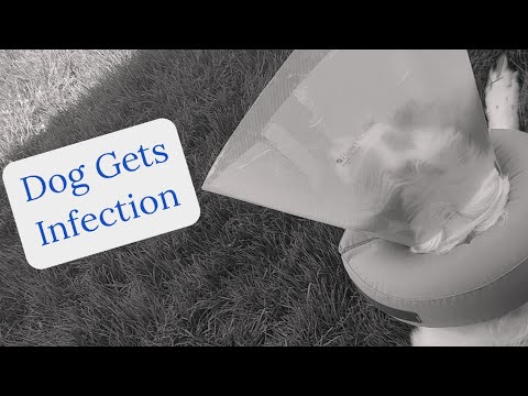 Service Dog gets INFECTION after Surgery!! (Surgery Recovery Part 1)| Winston