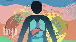 What is the gut microbiome?