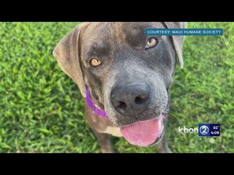 Current shelter capacity 'unsafe' at Maui Humane Society