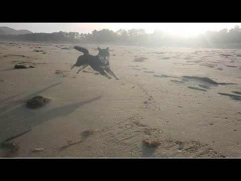 ビーチでニコニコご機嫌な柴犬