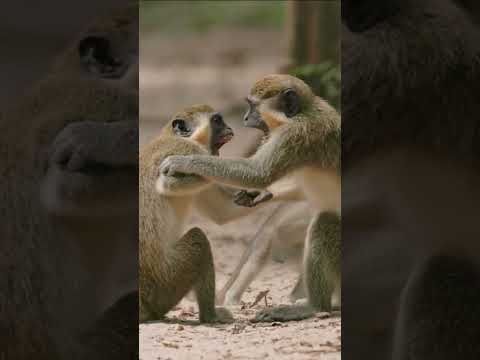 Monkeys playing a lesson on life