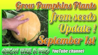 Growing Pumpkins From Seeds   Sept 1st Update   GrowLikeAPro YouTube