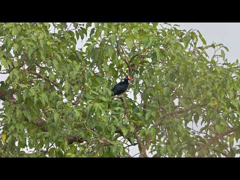 Violet Turaco (Tauraco violaceus) preening - Marakissa Rivercamp (Gambia) 17-11-2024