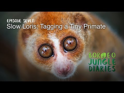 Borneo Jungle Diaries: Episode Seven - Slow Loris: Tagging a Tiny Primate [UHD/4K] SZtv