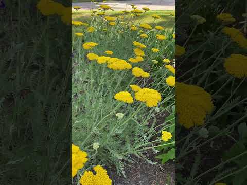 Walk Through the Spring Garden