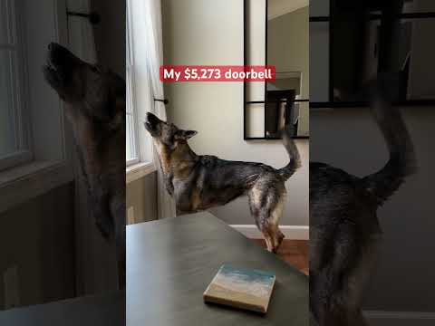 My $5,273 doorbell #sadiethesableshepherd