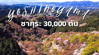 เที่ยวญี่ปุ่น! ซากุระ 30,000 ต้น ภูเขามรดกโลก [ Yoshinoyama ] Nara.