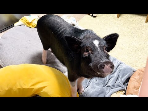 Owning a pig has reduced food waste.