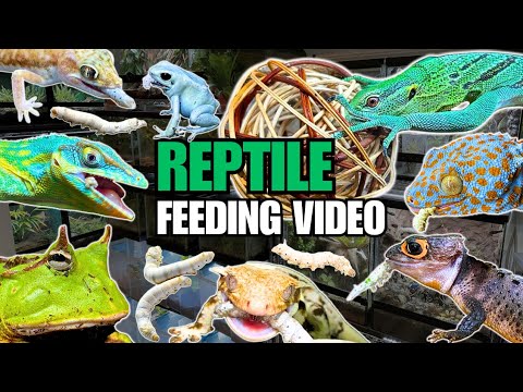 FEEDING MY PET REPTILES 40 SILKWORMS + FEEDING GREEN TREE MONITOR LIZARDS INSIDE A GIANT VIVARIUM