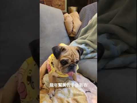 龍的傳人 #巴哥犬 #小熊為你 #新年快樂