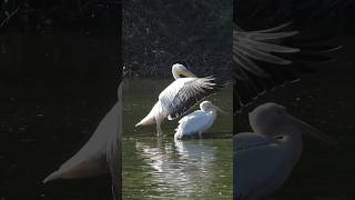 Graceful Elegance: The Rosy Pelican #goingviral #birdlives