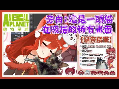 旁白：這是一頭貓在吸貓的稀有畫面【貓祭精華】#貓祭 #台灣Vtuber