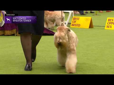 Soft Coated Wheaten Terriers | Breed Judging 2024