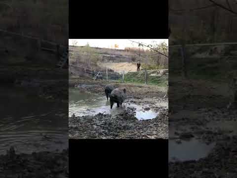 Catahoula Dog Chasing Wild Boar!  #shorts