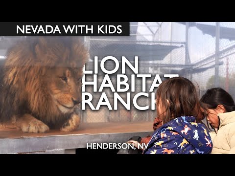 Visiting Lion Habitat Ranch with Kids Las Vegas