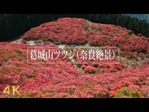 葛城山つつじ 2022【奈良の絶景】