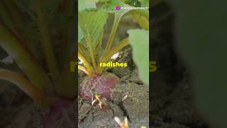 FAQ - Grow Radish like a pro!