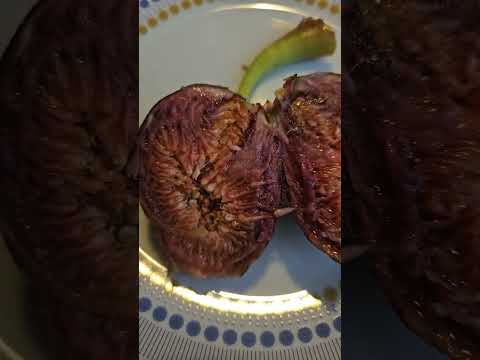 Brown Turkey Fig Harvest