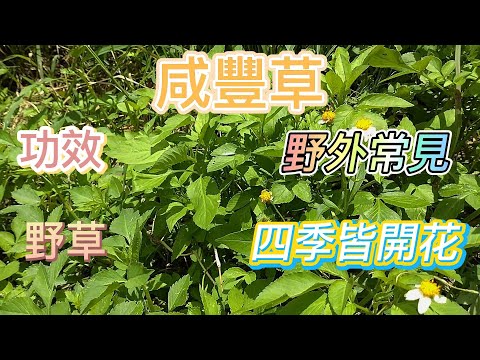 咸豐草介紹#青草#草藥#野草#雜草