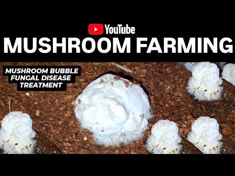 Mushroom farming in India | Mushroom bubble fungal disease Dry bubble Treatment at home | wet bubble