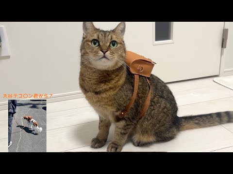 【大谷デコピ〇も愛用】猫用おさんぽランドセルを作ったら可愛すぎた…