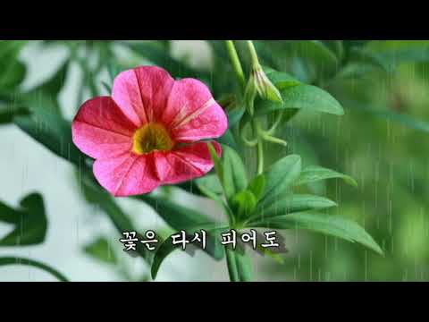 주현미 ~ 밤 비 속의 꽃