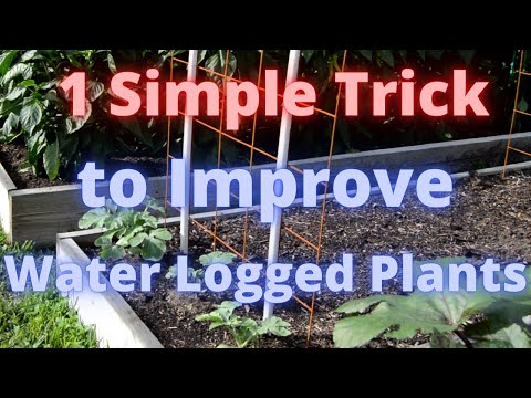 1 Simple Trick to improve water logged plants!