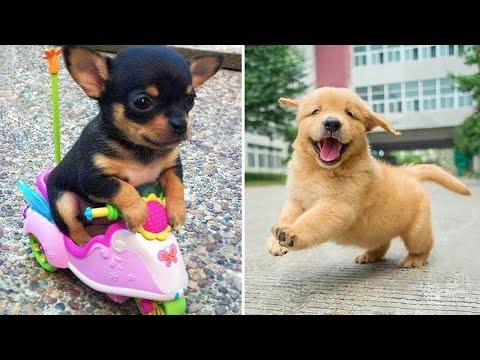 Baby Dogs 🔴 Cute and Funny Dog Videos Compilation #9 | 30 Minutes of Funny Puppy Videos 2022