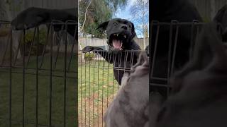 Very angry female Cane Corso.. #italianmastiff #canecorso #canecorsoitaliano #dog