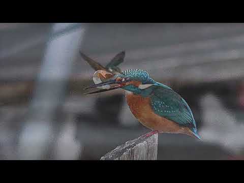 京都をウロウロ❣️  鳥たち　canon5D M Ⅲ ５００mm  広沢の池