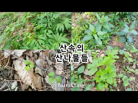 VLOG - 산속의 산나물 효능 및 채취시기 알아보기