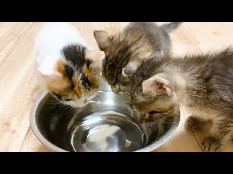 水を飲んだ後の子猫の行動が可愛すぎる