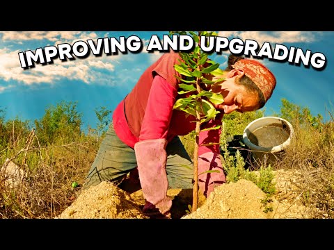 Planting trees and Upgrades on our Off-Grid Farm in Portugal