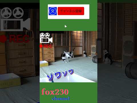 食事前ソワソワ猫たち #shorts #遊び #猫動画