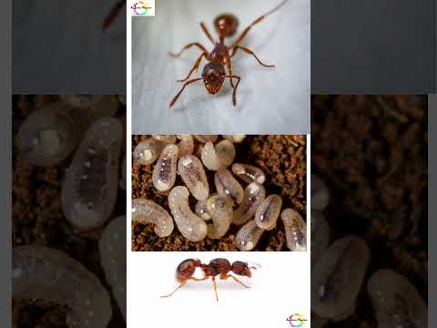 Weird Facts About Ants You Never Knew!" #shorts #shortsfeed #facts #weirdanimals