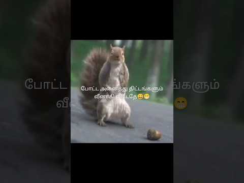 போட்ட அனைத்து திட்டங்களும் வீணாகி விட்டதே😆😜, #ytshorts #youtubeshorts #nature #mewing #funny