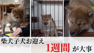 【柴犬子犬のお迎え】初日から1週間が大事！実際にお見せします