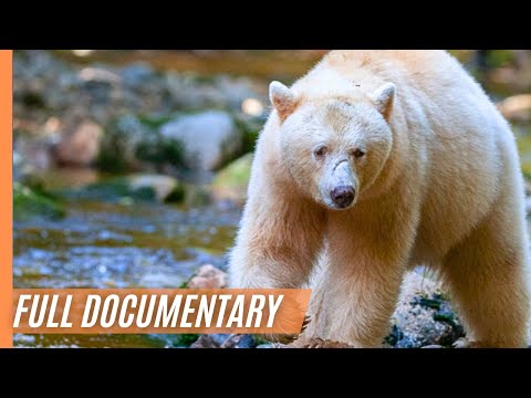 The Quest for the Spirit Bear - Mysteries and Wild Creatures | Full Documentary