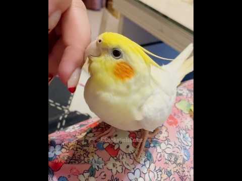 Jerry's Cute Demand for Caresses 🥰✨#cockatielscraze